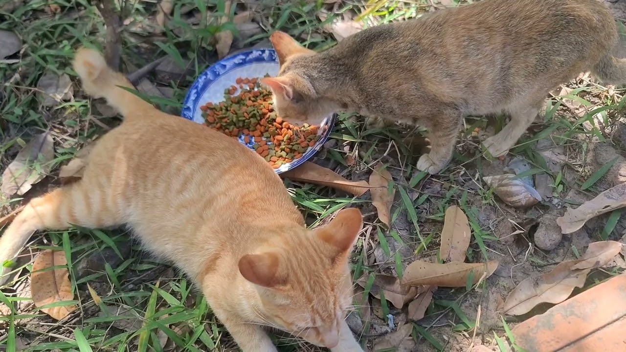 Same Love, Different Seasons 🌾🌿 Feeding My Pets in Dry & Green Times