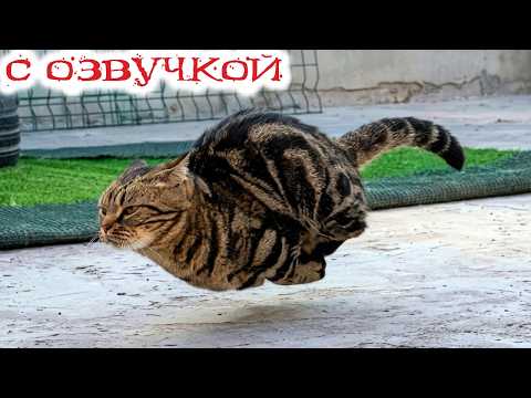 Приколы с котами! С ОЗВУЧКОЙ! Смешные коты 2026! Самые СМЕШНЫЕ ЖИВОТНЫЕ!