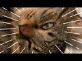 目を開けて爆睡中のネコぷっちー #cat #ねこ #shorts #short