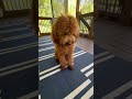 Doggo is too fast #memes #puppy