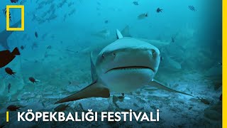 Köpekbalığı Festivali | Temmuz Boyunca WILD&#39;da!