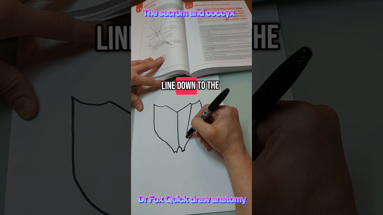 Dr Fox Quick draw anatomy: The sacrum and coccyx 