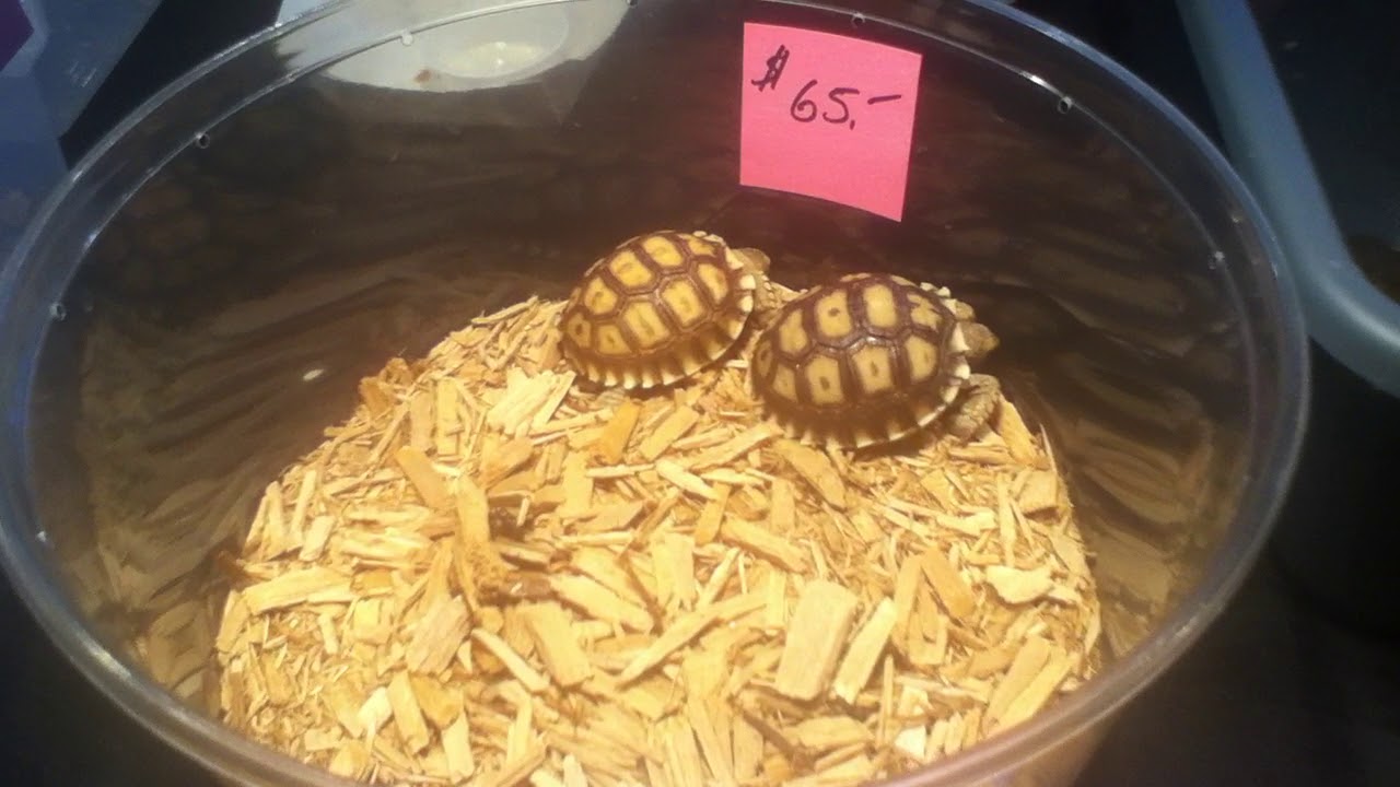 video phone beyonce mp3 Hamburg Reptile Expo #5