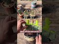Useful tips for cactus 🌵#plants #gardening #cactus