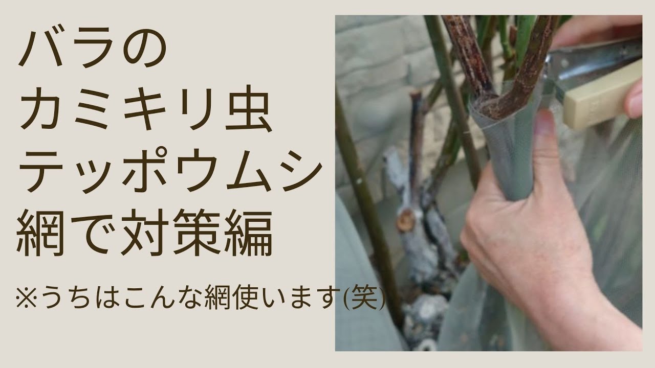 バラのカミキリ虫産卵対策 え こんなもの使って成功 笑 網戸の張替え用の網安くていい Youtube