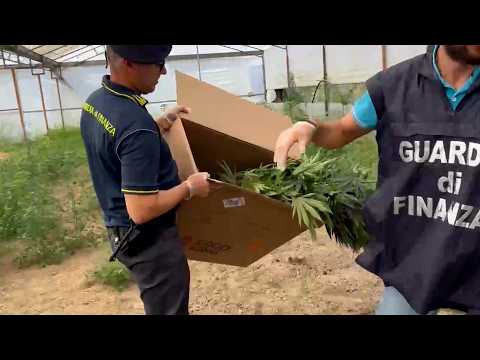 Video Serra di marijuana in unazienda agricola: due arresti a Capannori