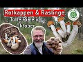 Rotkappen Und Raslinge Super Schöne Pilze Im Oktober 2023