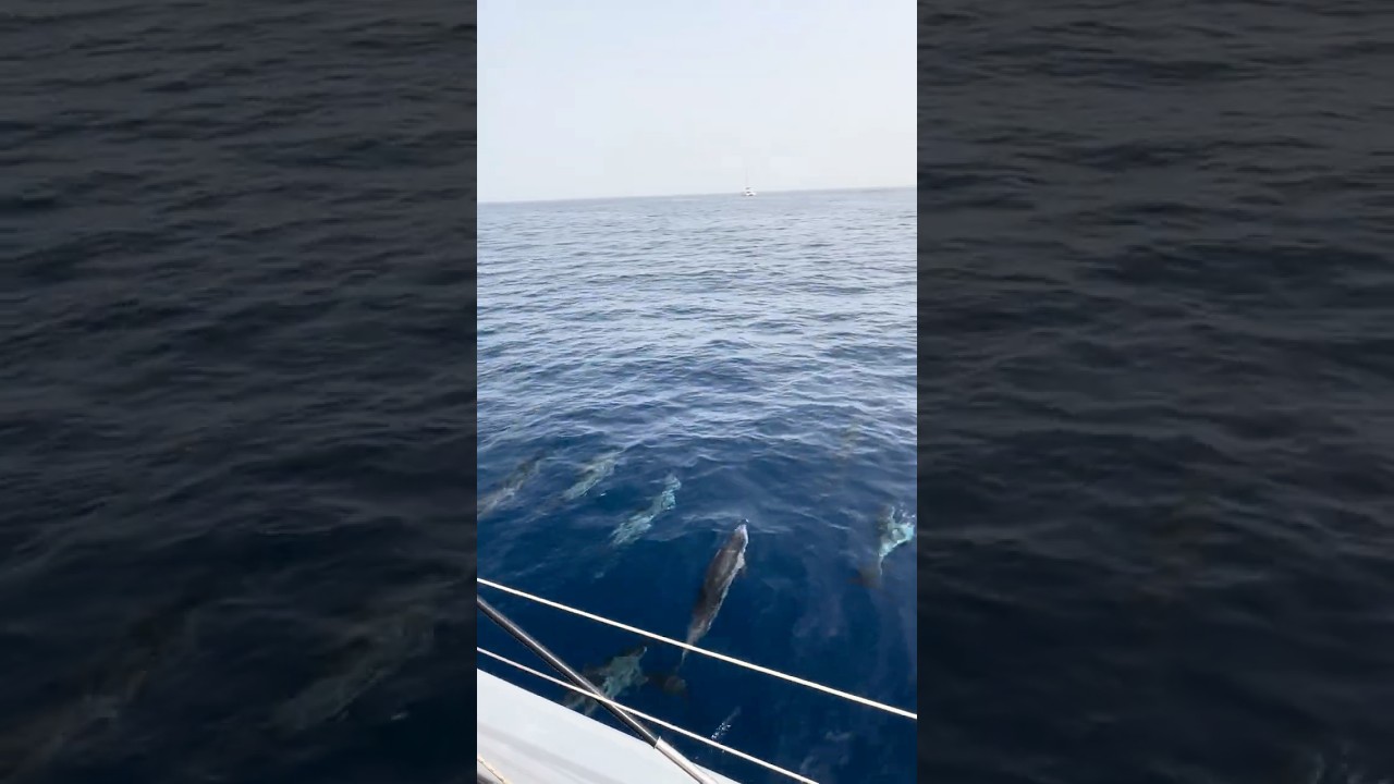 🤩🐬 What a great idea to enjoy a catamaran dolphin tour in Fuerteventura.