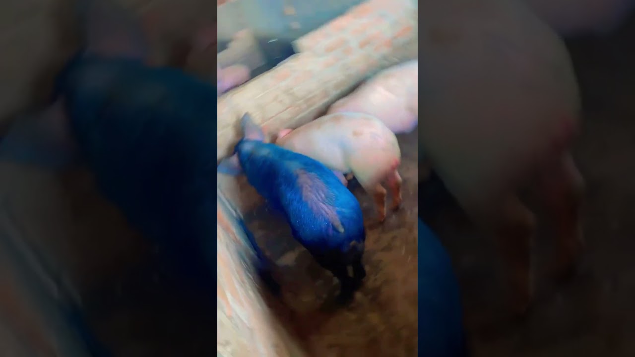 Borr sale mob:9116501408 