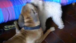 Boxer juega con caniche toy y se divierten....