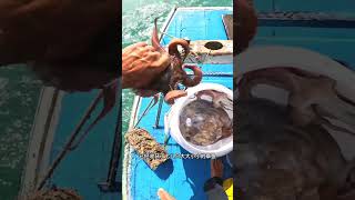 Octopus Trap Fishing Amazing Sea Food Cooking #shorts