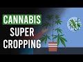 Cannabis super cropping the what the when  the why