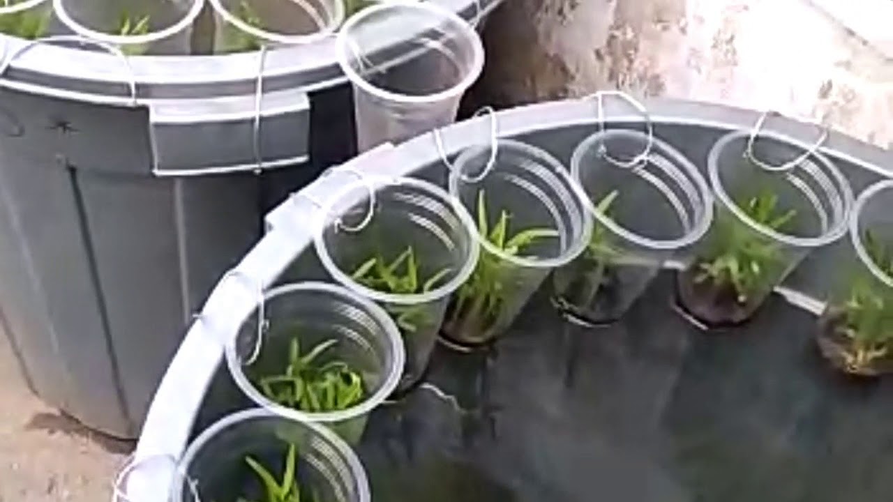 Cara Pertanian||budidaya kangkung dan ikan lele tiada lahan apapun jadi