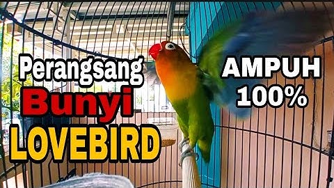 Perangsang Bunyi Lovebird Fighter Ampuh Memancing Lovebird Lain Langsung Nyaut Ikut Ngekek Fighter