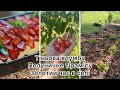 ЛІТО В СЕЛІ 💐 ТІРАМІСУ з полуницею 🍓НОВА КЛУМБА🌱 перший урожай полуниці