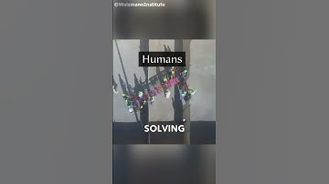 Ants Show Us How Teamwork Can Solve Anything! (@weizmann_institute)