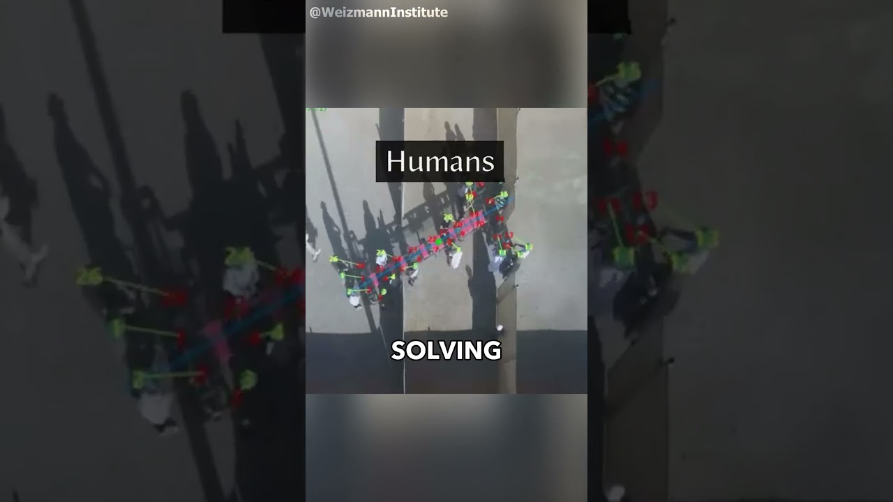 Ants Show Us How Teamwork Can Solve Anything! (@weizmann_institute)