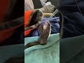 #rescuedsugarglider