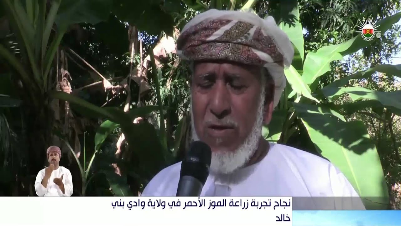 نجاح تجربة زراعة الموز الأحمر في ولاية وادي بني خالد