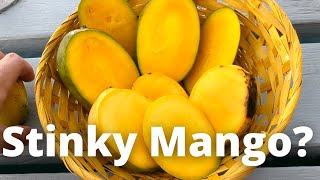 The Stinkiest Mango in the World?
Quick taste test of 2 varieties of mangos, mangifera odorata and another unknown variety but very similar to the Kingston Pride flavour/smell just a smaller type.
The Odorata is actually classified in the Anacardiaceae Cashew family, so technically not a mango, BUT it smells like a mango, tastes similar to mangos, the tree and leaves look exactly like mango trees so Im not sure how its classified as something entirely different... but thats what google says :D
I would buy Odorata again for the STRONG scent. The overwhelming perfume will envelope your home. The taste is quite unpleasant. Smell 8/10: Taste 2/10. The Stinkiest Mango in the World?