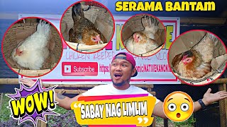 BANTAM CHICKEN BREEDING SECRETS REVEALED