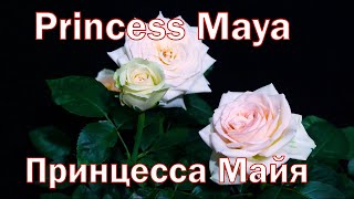Как распускается роза  Принцесса Майя - Princess Maya (Япония 2018)
