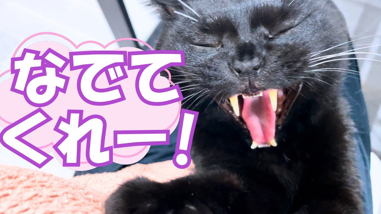 撫でるまで鳴き続ける黒猫さんがこちら