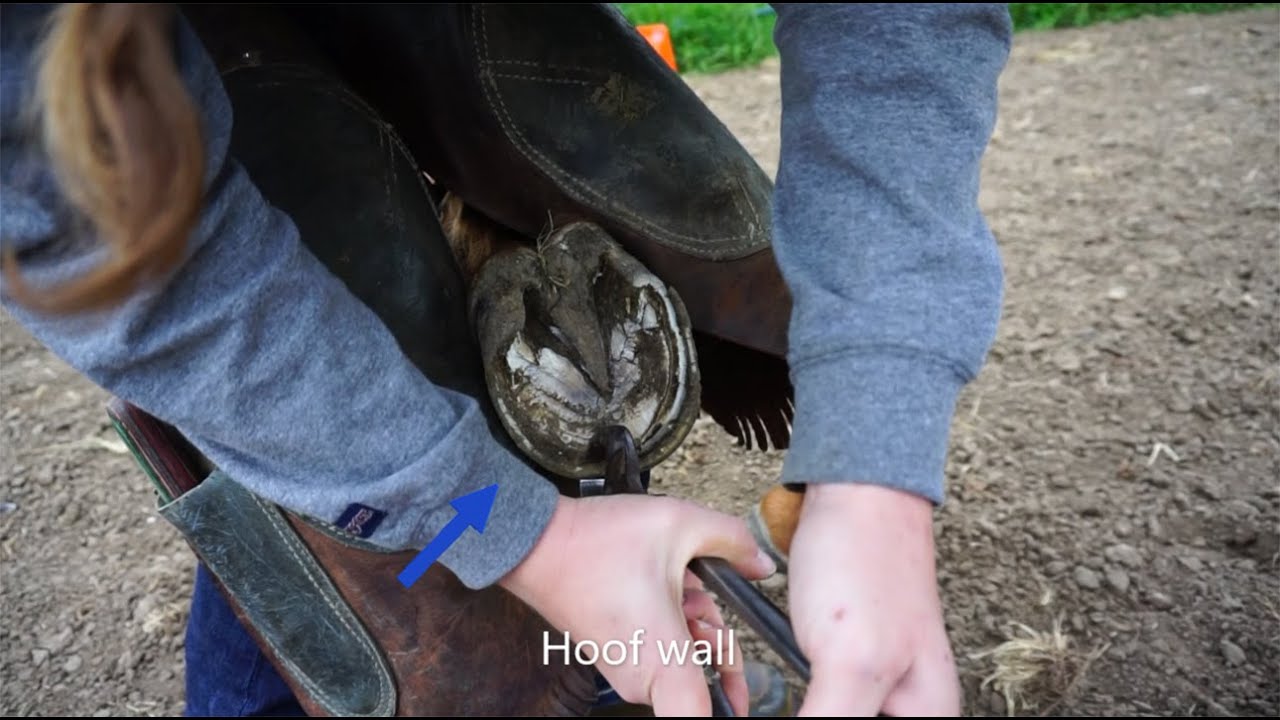 A Visit From the Farrier YouTube