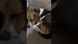 Wake up, sleepyhead 🐶🔥