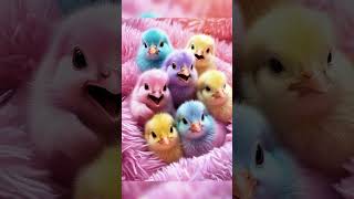 Cutest Colorful Baby Chicks Ever 🐣 | Rainbow Cute Chicks Compilation 2025 💕