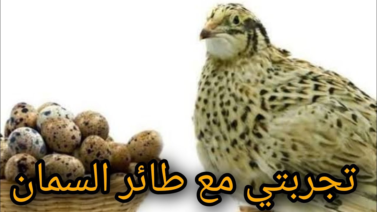 تجربتي مع طائر السمان.