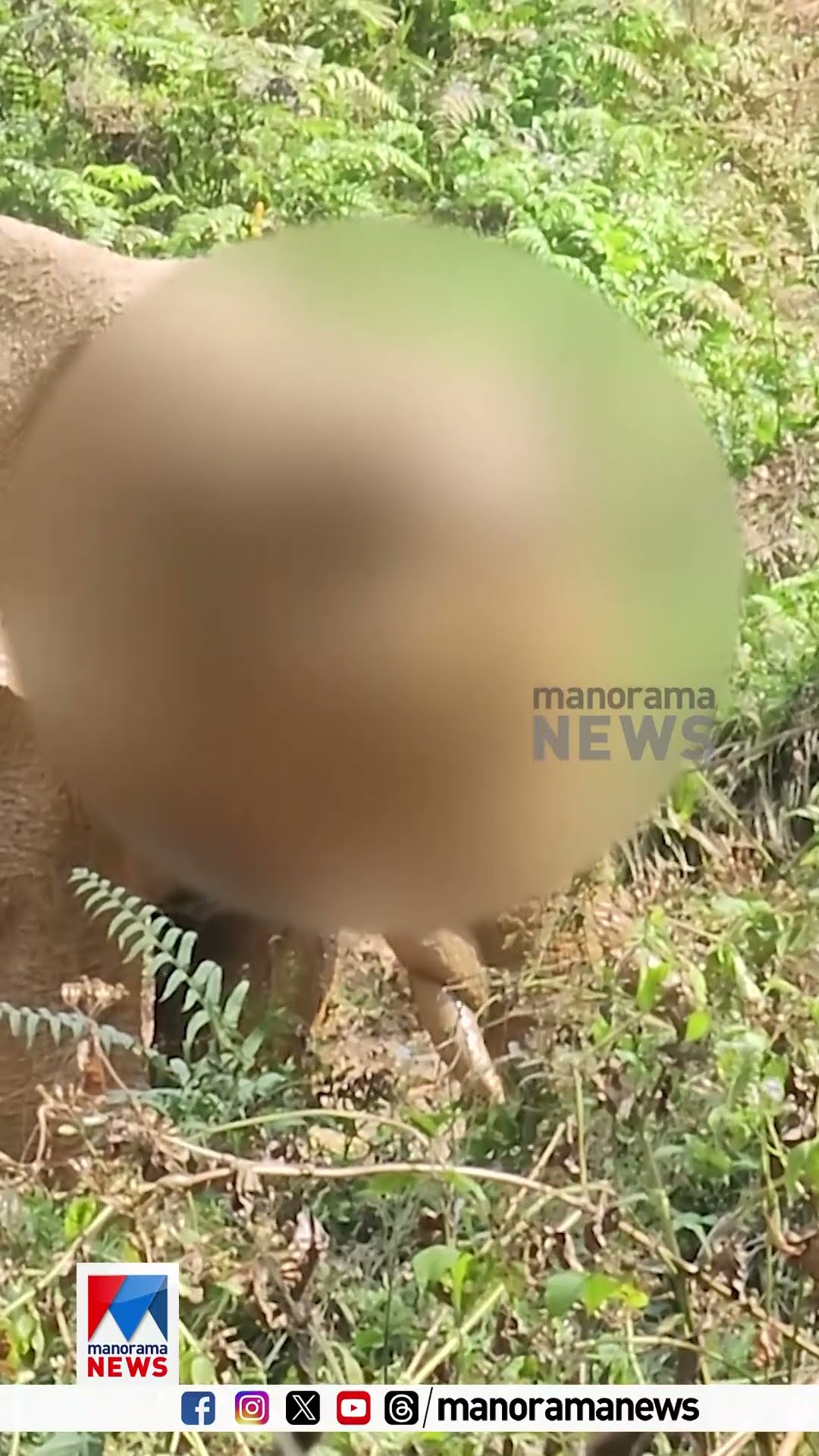 അതിരപ്പിള്ളിയിൽ മസ്തകത്തിന്  മുറിവേറ്റ കൊമ്പന്‍റെ ഏറ്റവും പുതിയ ദൃശ്യങ്ങൾ | Elephant