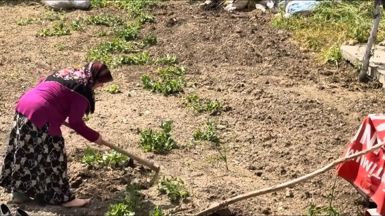 Köyde kahvaltıya￼ yumurtalı bazlama ￼ tarlalarda yürüyüş madımak toplaması ￼