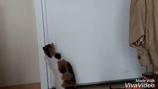 Murat.komedisyen kedi
