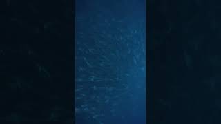Huge White Trevally school in the Azores!