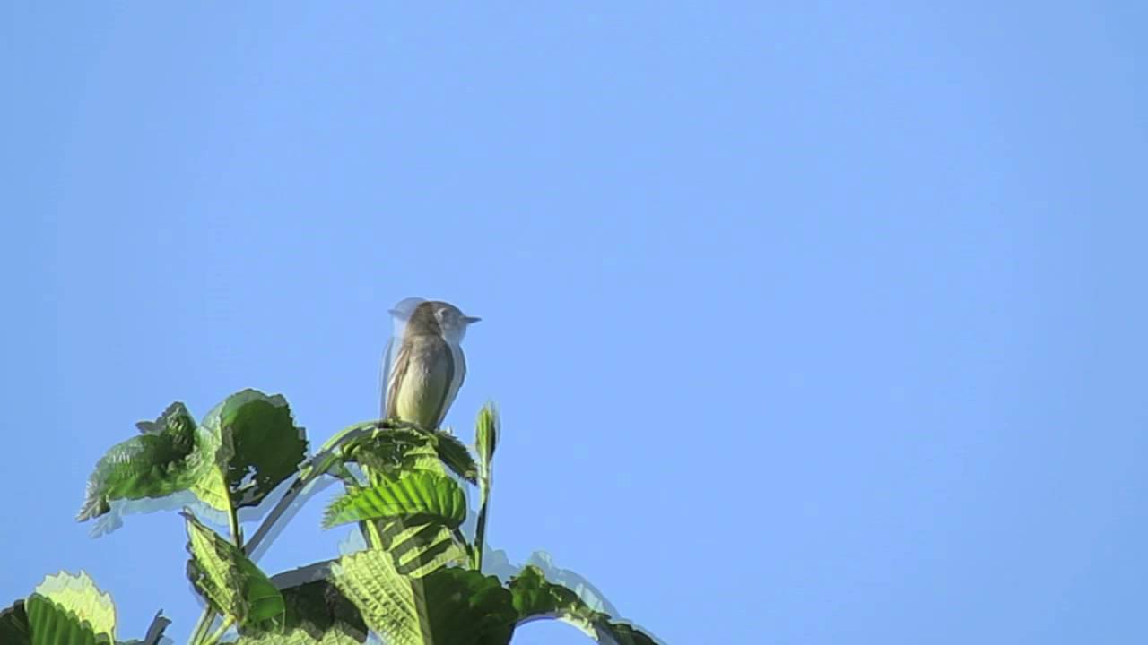 Least Flycatcher #2