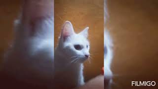 el gato blanco kao mane