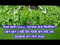 Hobby garden 2026: Beginners guide - easy to grow coriander in a pot 2-4 pots step by step & harvest