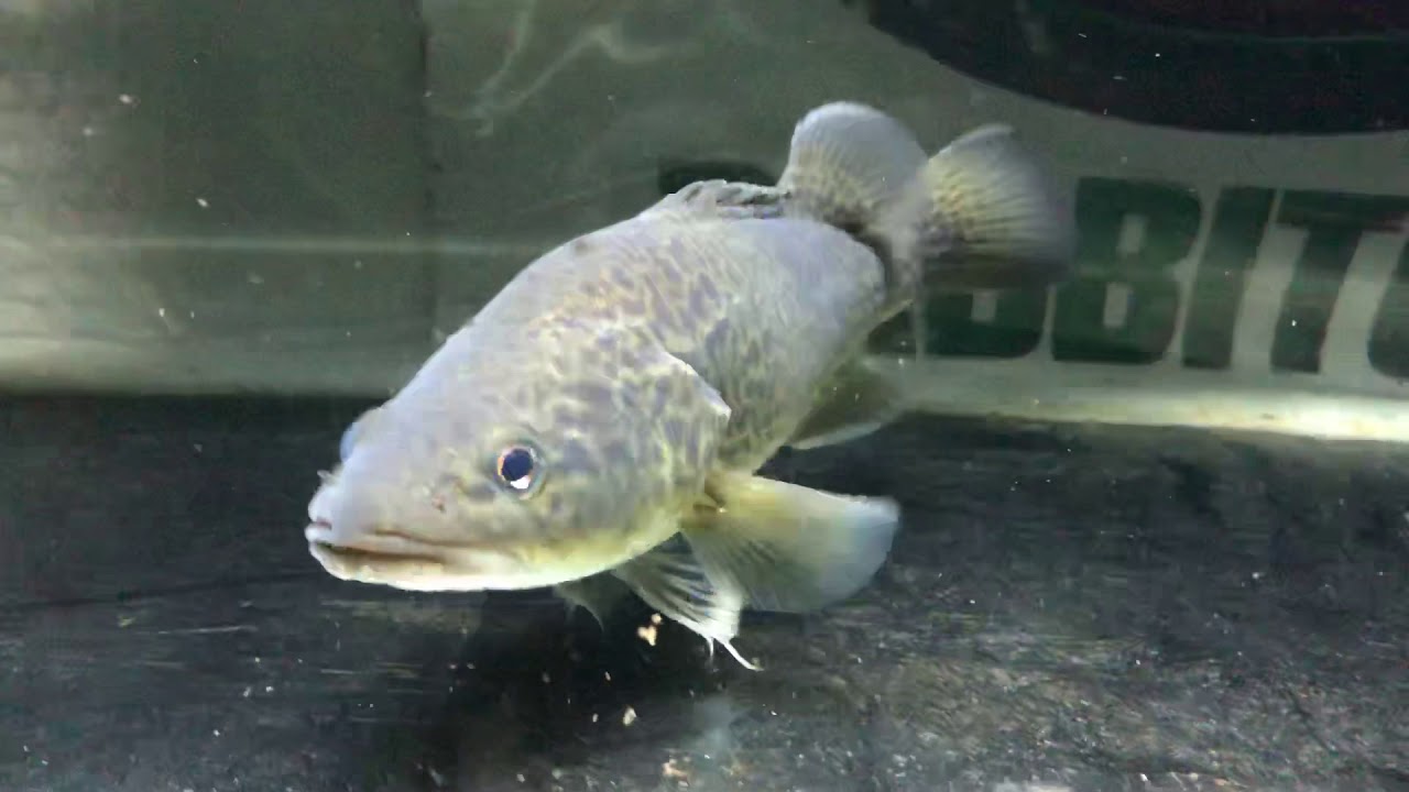 Murry Cod spawning season - YouTube