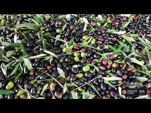 Video Azienda Agricola Del Sole - Corchiano (VT)