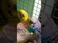 funny video esko dono  budgies parrot ne kya kah diya😆#youtube #birds #blackfacebudgie #parrot sorts