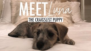 MEET LUNA | The Craigslist Puppy from Key West | Gaby Reyes Vlogs