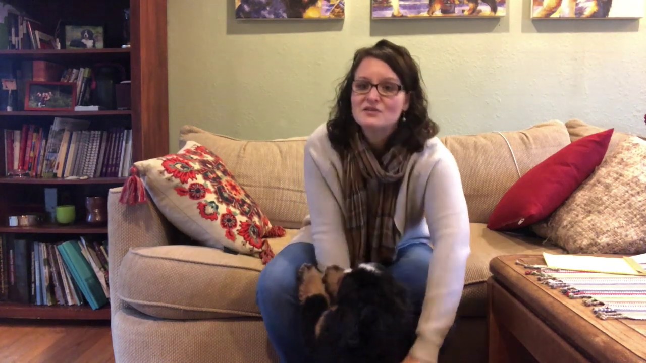 Puppy Potty Training 2: Make potty training your Bernese Mountain Dog puppy easier.