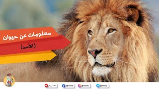 معلومات عن الاسد للاطفال معلومات عن حيوانات الغابة About Lion For