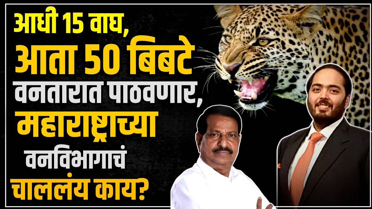 Maharashtra Leopard: ५० बिबटे जाणार वनतारात, वन्यजीवप्रेमींकडून होतेय टीका