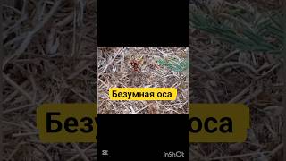 Я услышал странный звук.И увидел это #исследование #осы #пчёлы #природа #животные #насекомые