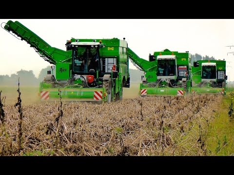 Potato Harvest | 3x AVR PUMA+ - 4 row potato harvesters | Aardappels rooien - Loonbedrijf Breure