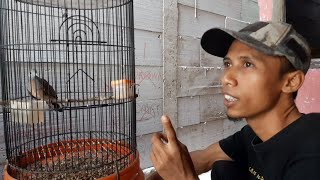 PERKUTUT DATANG LEWAT MIMPI_PERTANDA APAKAH ITU😱❗