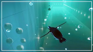 All DIVING animals aquatics race | Planet Zoo