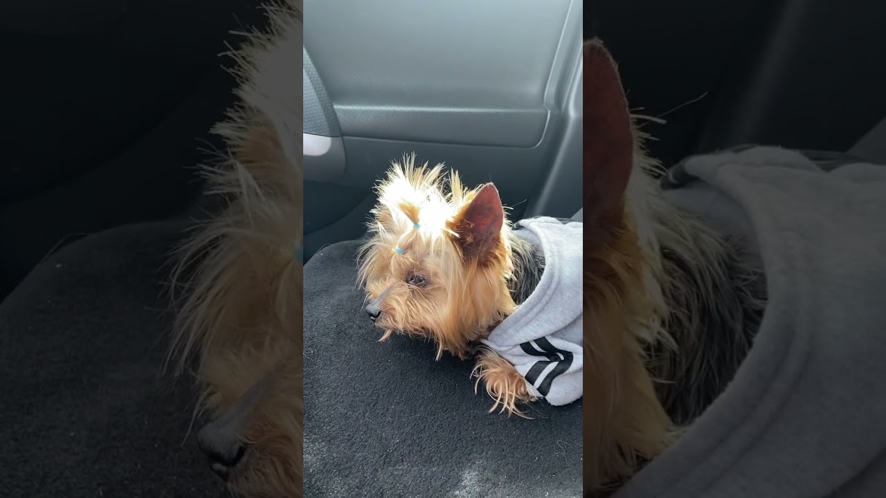 Ричи в толстовке Adidog 🤗😂